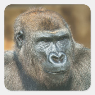 Adesivo Quadrado Gorilla Portrait