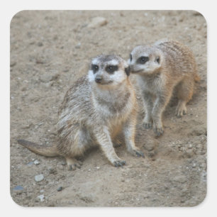 Adesivo Quadrado Gossip Sticker