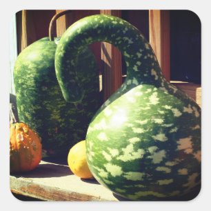 Adesivo Quadrado Gourds Natureza Gourds Gigante 