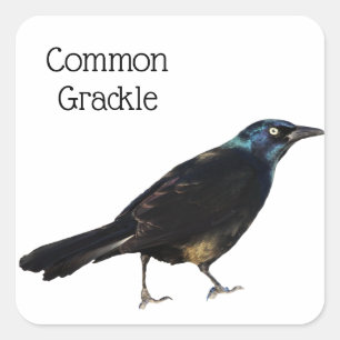 Adesivo Quadrado Grackle comum