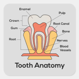Adesivo Quadrado Gráfico de Anatomia dos Dentes