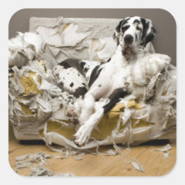 Adesivo Quadrado Grande Dane Mastigou Pet Sitter Cachorro