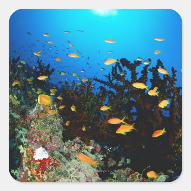 Adesivo Quadrado Grande grupo de peixes do Mar Goldie nadando (Frente)