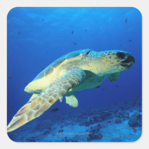 Adesivo Quadrado Grande recife de coral, Austrália 2