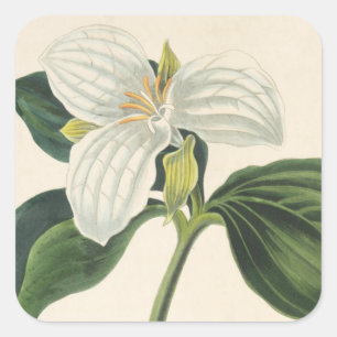 Adesivo Quadrado Grande Trillium florescido