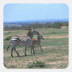 Adesivo Quadrado Grant Zebra