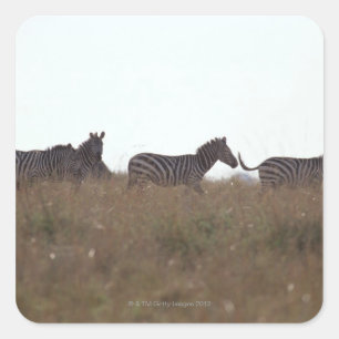 Adesivo Quadrado Grant Zebra 7