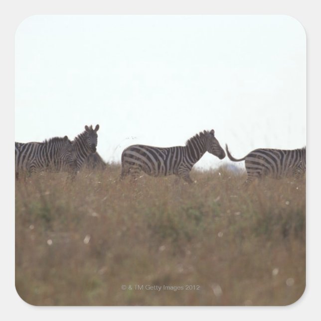 Adesivo Quadrado Grant Zebra 7 (Frente)
