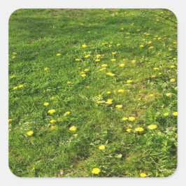 Adesivo Quadrado Grass e Dandelions Sticker