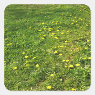 Adesivo Quadrado Grass e Dandelions Sticker