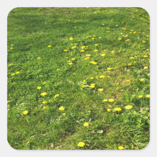 Adesivo Quadrado Grass e Dandelions Sticker