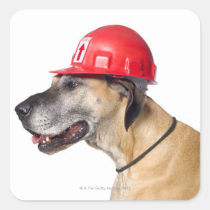 Adesivo Quadrado Great dane que veste um capacete vermelho da