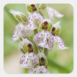 Adesivo Quadrado Grécia, Creta. Orquídea em flor Orchis