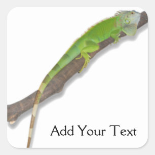 Adesivo Quadrado Green Iguana em White Sticker