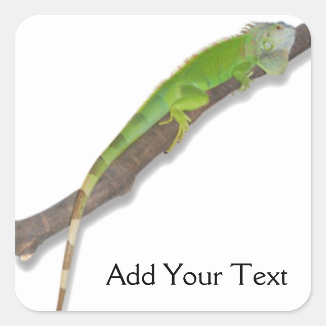 Adesivo Quadrado Green Iguana em White Sticker (Frente)