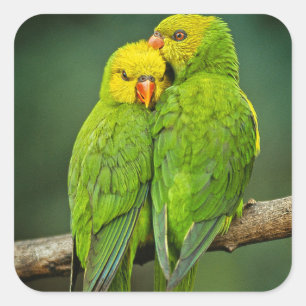 Adesivo Quadrado Green Parrots adoram aves fotografia