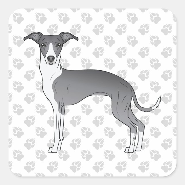 Adesivo Quadrado Greyhound Italiano Azul E Branco Com Paws (Frente)