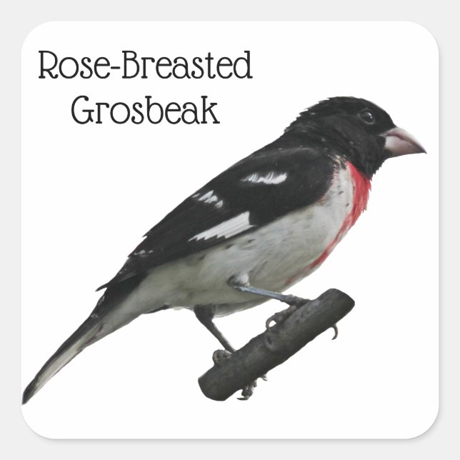 Adesivo Quadrado Grosbeak-Breast (Frente)