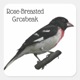 Adesivo Quadrado Grosbeak-Breast