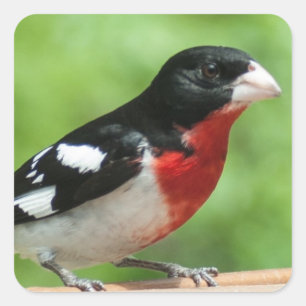 Adesivo Quadrado Grosbeak de peito rosa