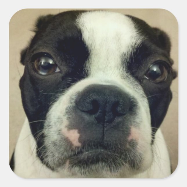 Adesivo Quadrado Grouchy Boston Terrier (Frente)