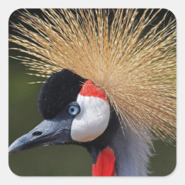 Adesivo Quadrado Grua-de-coleira-preta