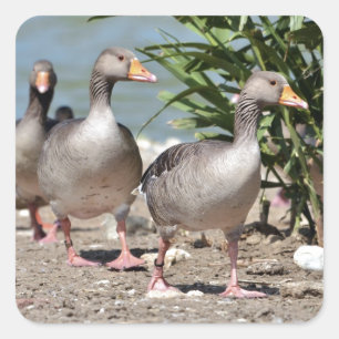 Adesivo Quadrado Grupo de gansos-gansos