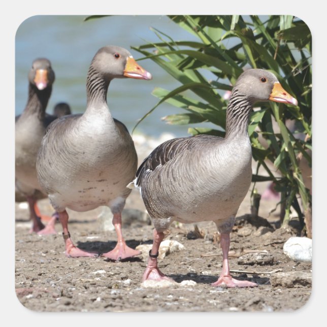 Adesivo Quadrado Grupo de gansos-gansos (Frente)