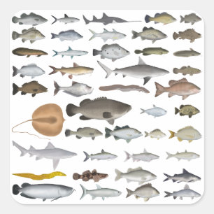 Adesivo Quadrado Grupo de Peixes Águas frescas da Austrália