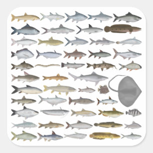 Adesivo Quadrado Grupo de Peixes de Água Doce da Ásia do Sul