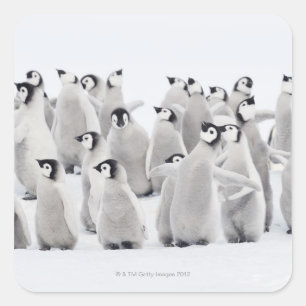 Adesivo Quadrado Grupo de pinguins de imperador (forsteri do