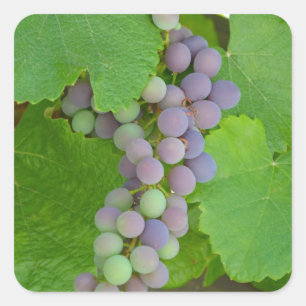 Adesivo Quadrado Grupo de uvas roxas