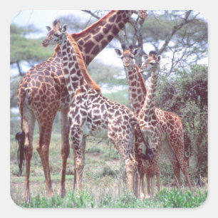 Adesivo Quadrado Grupo ou Rebanho de Girafas com Filhotes, Giraffa