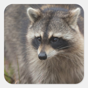 Adesivo Quadrado Guaxinim, Procyon lotor, Flórida
