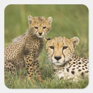 Adesivo Quadrado Guepardo, Acinonyx jubatus, com filhote