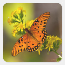 Gulf Fritillary também conhecida como Borboleta da