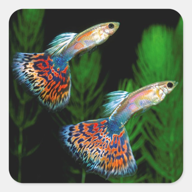 Adesivo Quadrado Guppies (Frente)