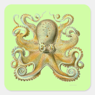 Adesivo Quadrado Haeckel Octopus