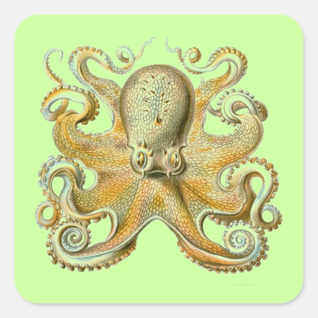 Adesivo Quadrado Haeckel Octopus (Frente)