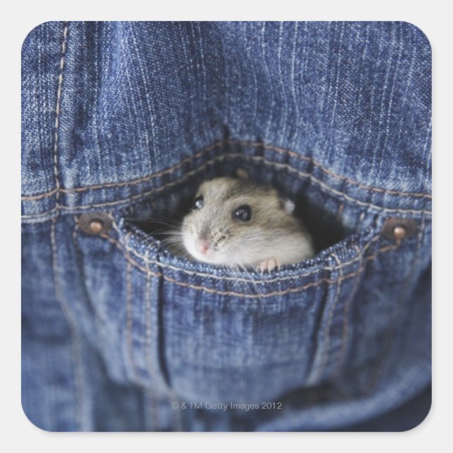 Adesivo Quadrado Hamster no bolso (Frente)