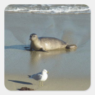 Adesivo Quadrado Harbor Seal em La Jolla California
