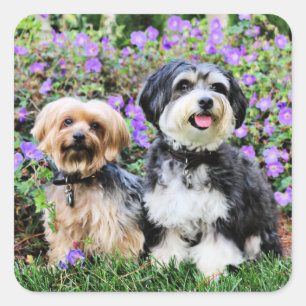 Adesivo Quadrado Havanese - Lola & Yorkie - Molly