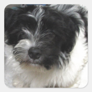 Adesivo Quadrado Havanese Rescut Puppy preto e branco