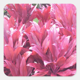 Adesivo Quadrado Hawaii Ti Sair