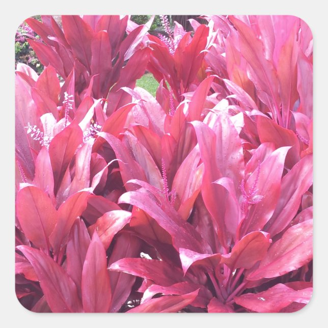 Adesivo Quadrado Hawaii Ti Sair (Frente)