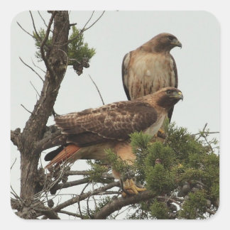 Adesivo Quadrado Hawk 2 Sticker