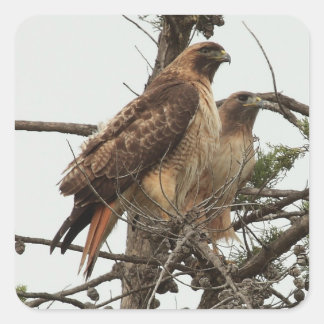 Adesivo Quadrado Hawk Sticker