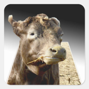 Adesivo Quadrado Hay Day: Momento de colheita de uma vaca marrom em