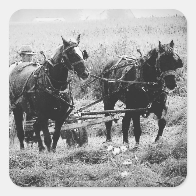 Adesivo Quadrado Hay Time in Black and White (Frente)