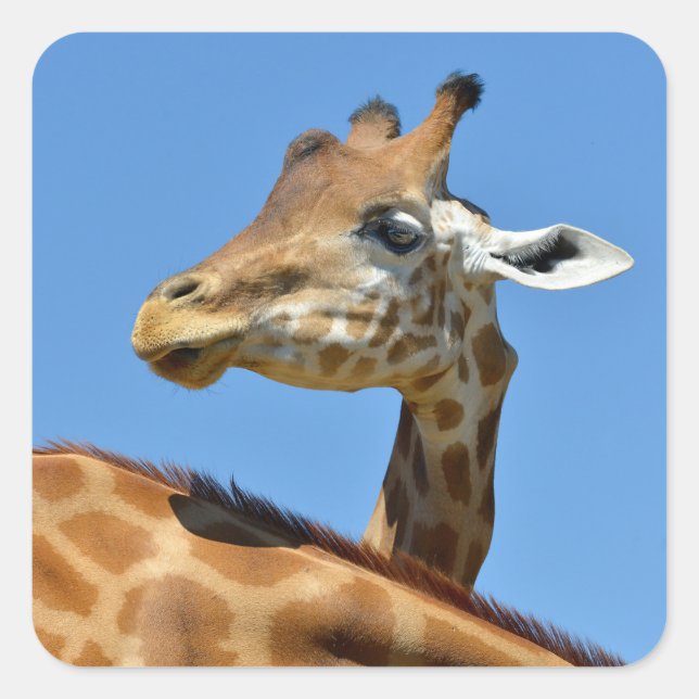 Adesivo Quadrado Head of giraffe (Frente)